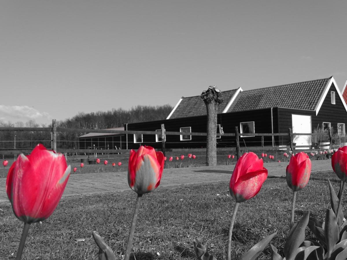 De Tulp Bed & Breakfast Noordgouwe Exterior photo